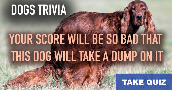 Banner for Dogs: 10 challenging questions for the ultimate test.