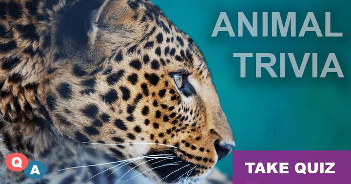 Banner for Can you correctly answer at least 5 out of 10 enjoyable questions about the Animal World?