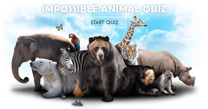 Banner for Is this animal quiz too challenging to be enjoyable? Are you up for the challenge?