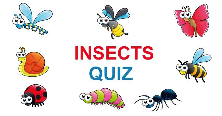 Banner for What is your level of knowledge about insects?