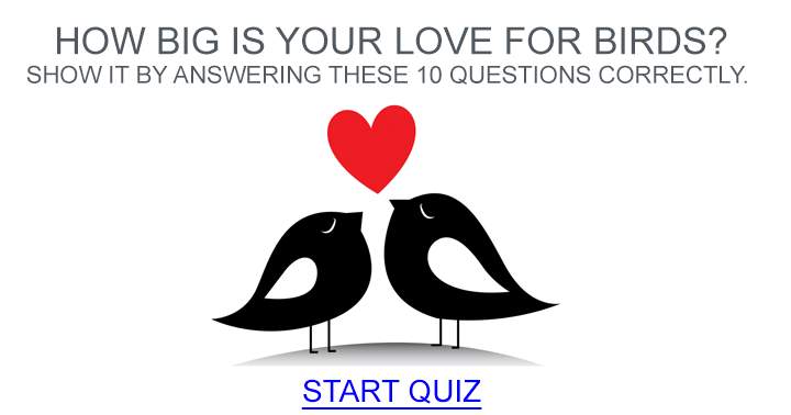 Banner for Quiz about Birds.