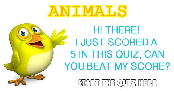 Banner for Quiz about animals.