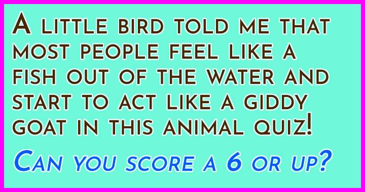 Banner for Animal Quiz