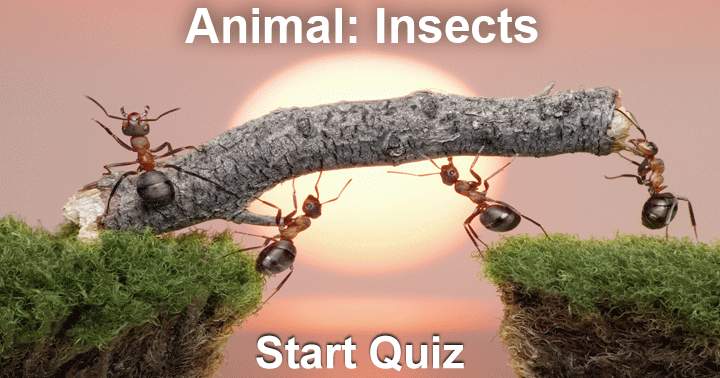 Banner for Do you like bugs? Then this is the right quiz for you!