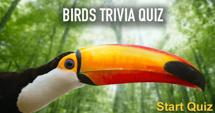 Banner for Birds Trivia Quiz. Can you get at least 5 correct ?