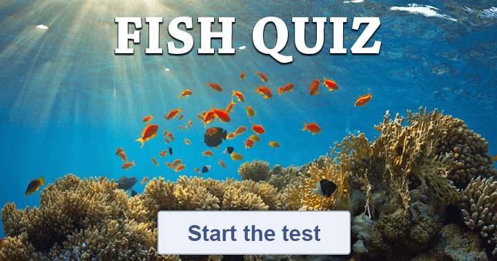 Banner for The Fish Quiz! 