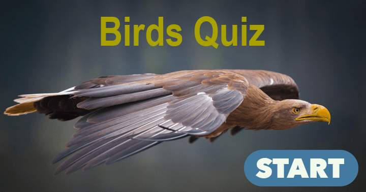 Banner for Birds Trivia Quiz